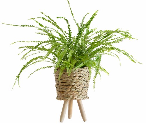 LiveTrends Lemon Button Fern Woven Basket (Approximate delivery is 2-5 days) Perspective: front