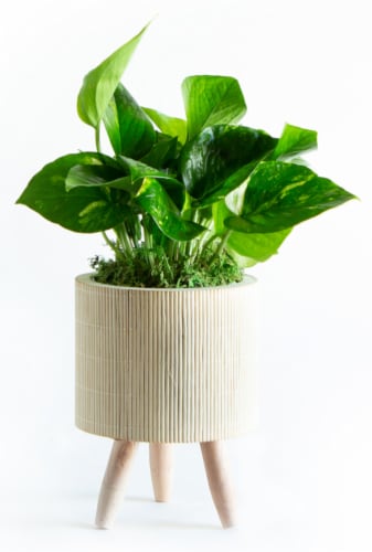 LiveTrends Bamboo Basket Small - Pothos (Approximate delivery is 2-5 days) Perspective: front