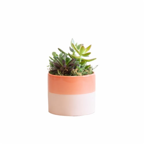 LiveTrends Succulent Garden - Pink/White (Approximate delivery is 2-5 days) Perspective: front