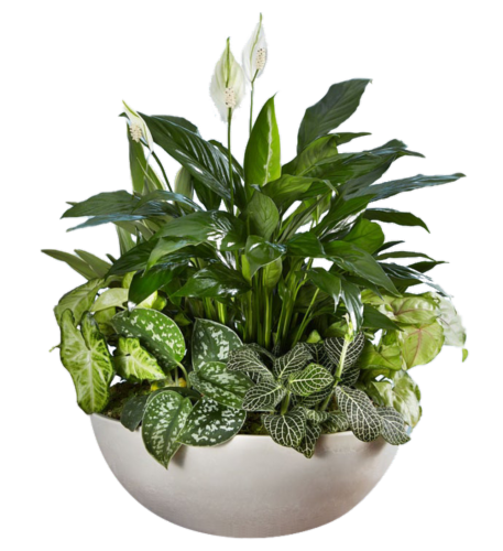 LiveTrends Sandstone Foliage Garden (Approximate delivery is 2-5 days) Perspective: front