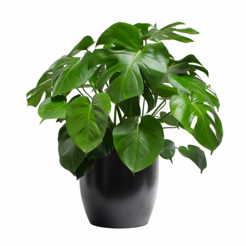 Fred Meyer Livetrends Philo Monstera Black Ceramic Pot Approximate Delivery Is 2 5 Days 10 In