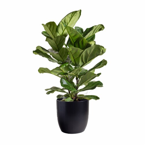 LiveTrends Fiddle Leaf Fig in Black Ceramic Pot (Approximate delivery is 2-5 days) Perspective: front