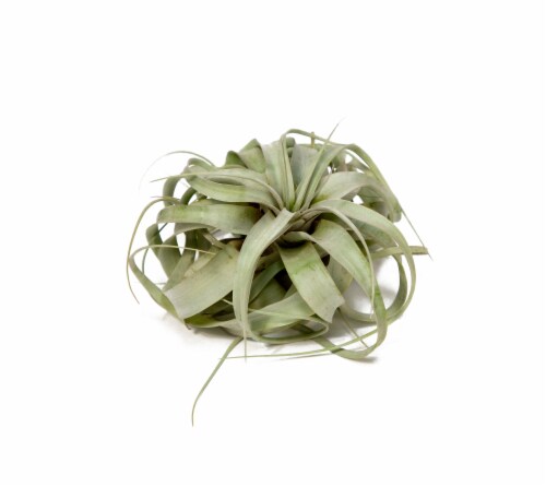 LiveTrends Xerographica Foliage Plant (Approximate delivery is 2-5 days) Perspective: front