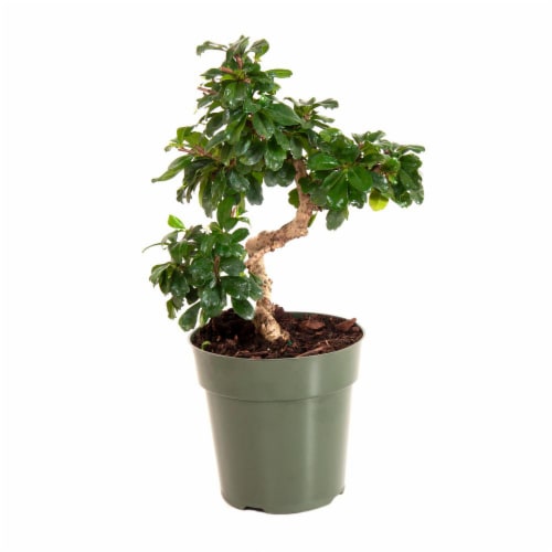 Potted Fukien Tea Bonsai Tree 1 Count (Approximate Delivery is 2-7 Days) Perspective: front