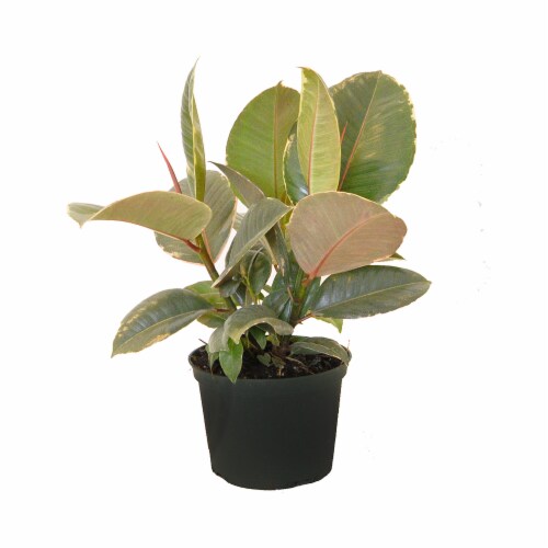Potted  Ficus Tineke Plant 1 Count (Approximate Delivery is 2-7 Days) Perspective: front