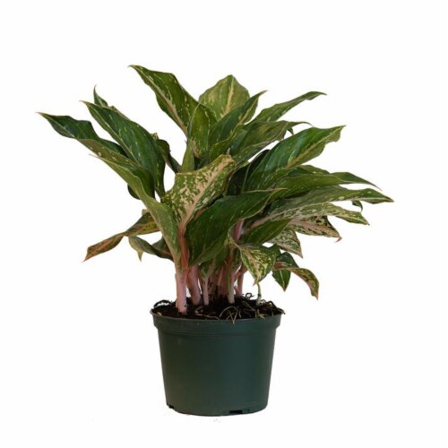 Potted Aglaonema Sparkling Sarah 1 Count (Approximate Delivery is 2-7 Days) Perspective: front