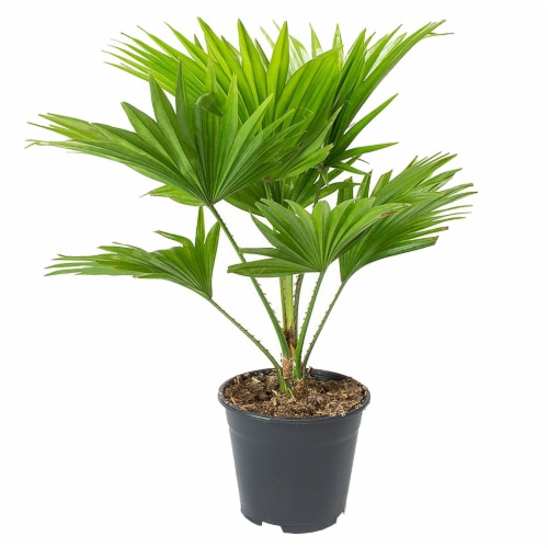 Fan Palm Potted Plant (Approximate Delivery is 2-7 Days) Perspective: front