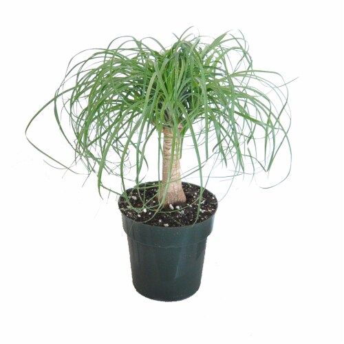 Elephant's Foot Potted Plant (Approximate Delivery is 2-7 Days) Perspective: front