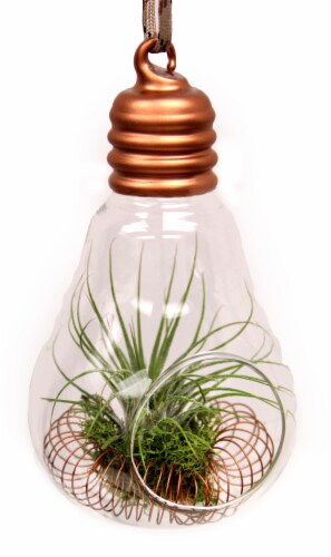 LiveTrends Hanging Glass Bulb Perspective: front
