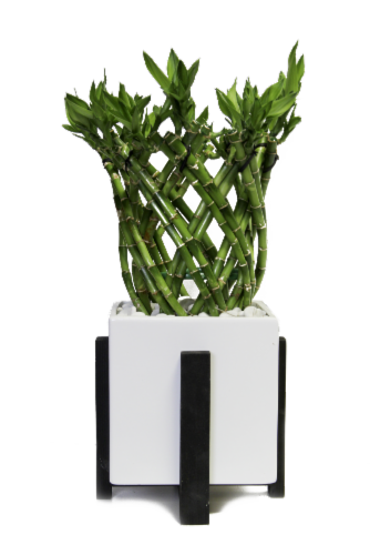 Modern Bamboo Foliage Houseplant Perspective: front