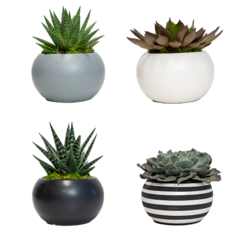 Assorted Large Urban Life Succulent Perspective: front