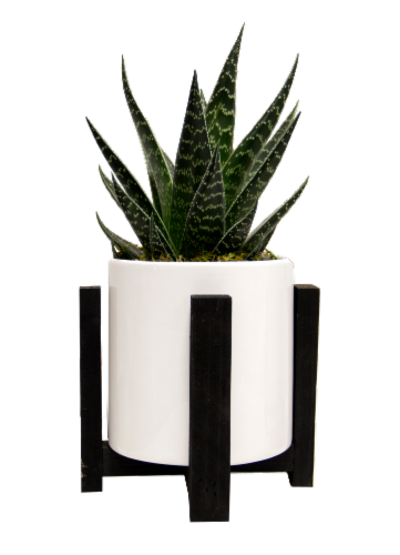 LiveTrends Le Corbusier Potted Plant Perspective: front