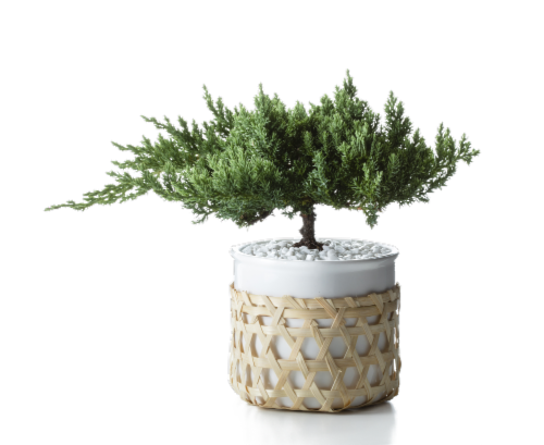 Kaare Juniper Fir Bonsai Tree Perspective: front