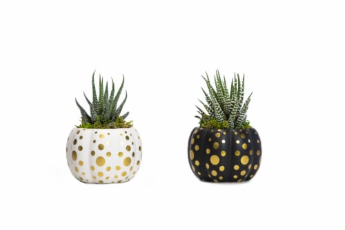 Pepo Potted Succulent - Assorted Perspective: front