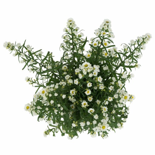 Aster Flowers Perspective: front