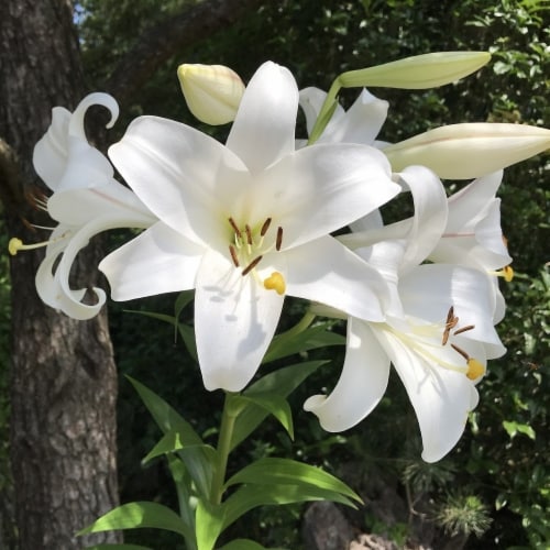 Giant Tree Lily Pretty Lady Flowers 3 Bulbs Pure White Blooms And