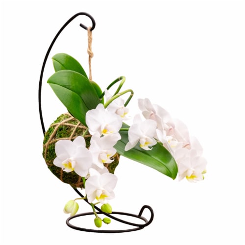 Kokedama Bramble Orchid with Stand Perspective: front