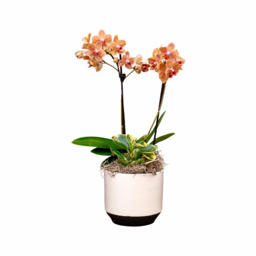 Bloom Haus Fresh Live Orchid Garden Perspective: front