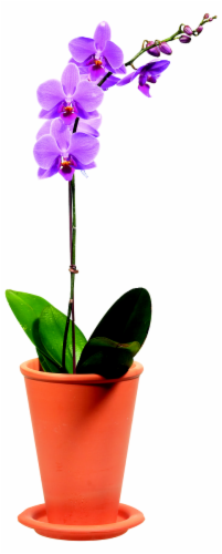 Black Saphire Gemstone Orchid Perspective: front
