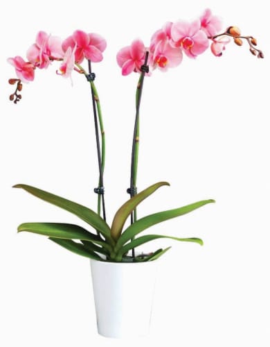 Pink Diamond Gem Orchid Perspective: front