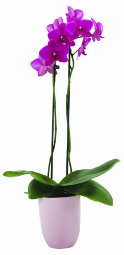 Ceramic Potted Phalaenopsis Orchids - Assorted Perspective: front