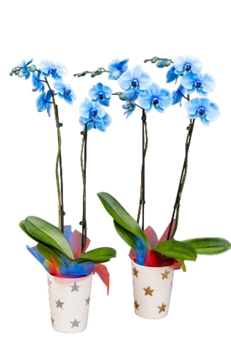 Westerlay Orchids Patriotic Gemstone Perspective: front