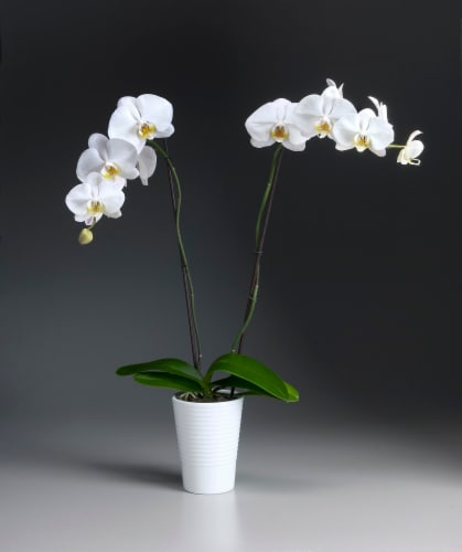 White Orchid in Ceramic Perspective: front