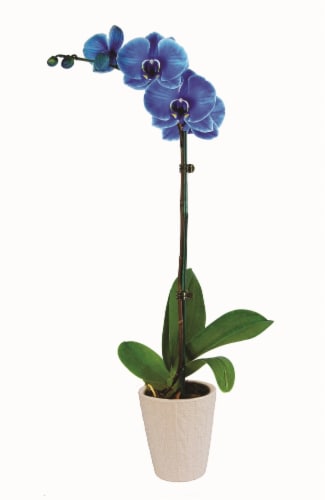 Aqua Gemstone Orchid Perspective: front