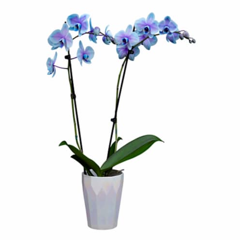 Bloom Haus Fresh Live Moonstone Orchid Perspective: front
