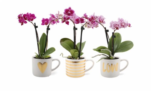 Love Mug Orchid Perspective: front