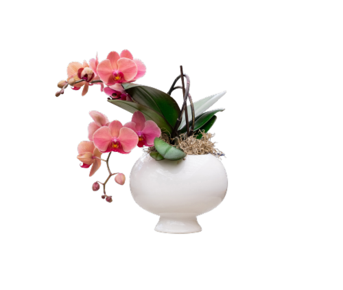 5-inch Chalice Bramble Orchid Perspective: front