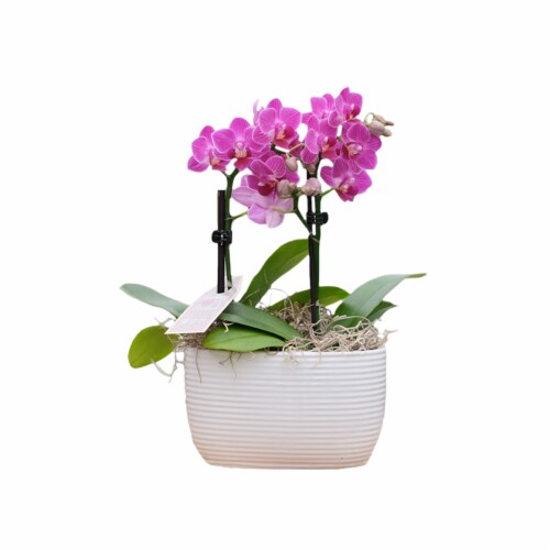 6" Darling Duo Garden Perspective: front