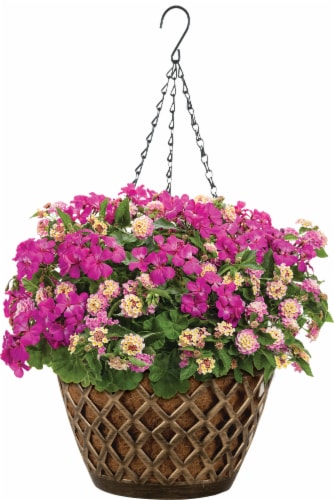 AquaSav Franza Hanging Basket with Chain - Gold Perspective: front