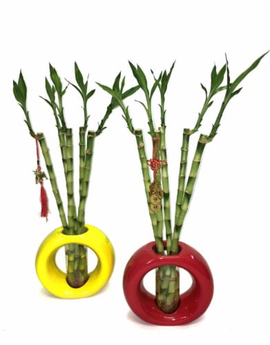 99 International Large Home Décor Lucky Bamboo Perspective: front