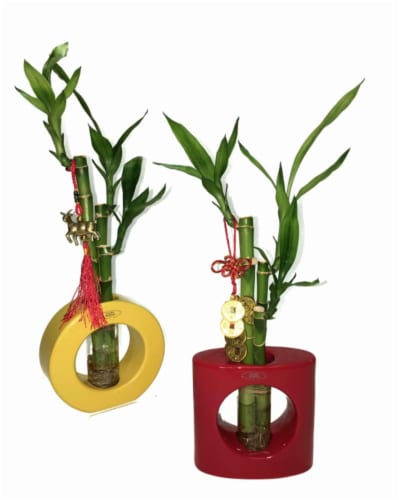 99 International Small Home Décor Lucky Bamboo Perspective: front
