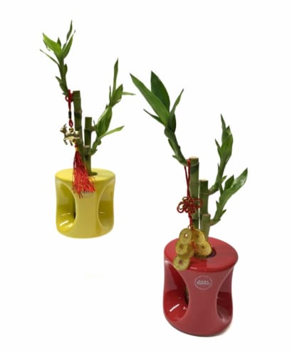 99 International Novelty Home Décor Lucky Bamboo Perspective: front
