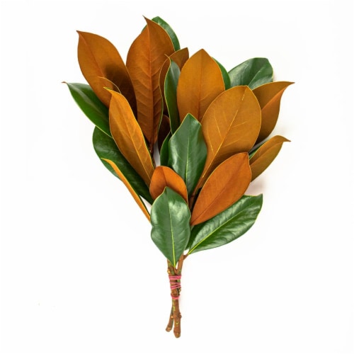 Sutton Ferneries Magnolia Consumer Bunch Perspective: front