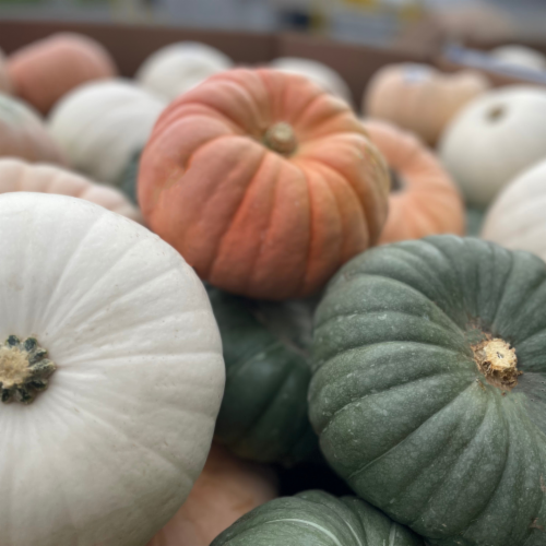 Pumpkin Patch Pals Royal Court Pumpkin Mix Perspective: front