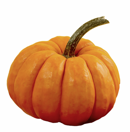 Pumpkin Patch Pals Tango Orange Ornamental Pumpkin Perspective: front