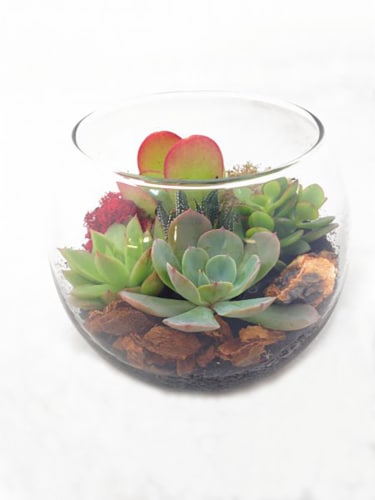 ArizonaEast Large Succulent Terrarium Perspective: front