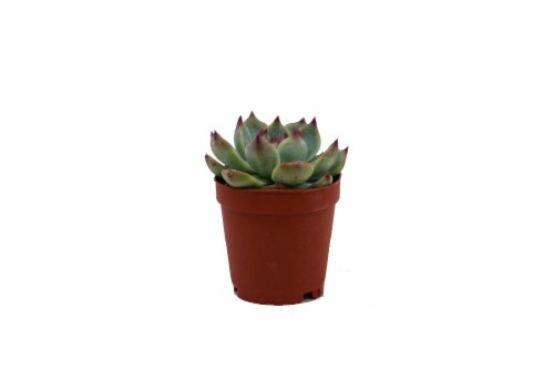 ArizonaEast Floral Tea Tin Succulent Planter Perspective: front
