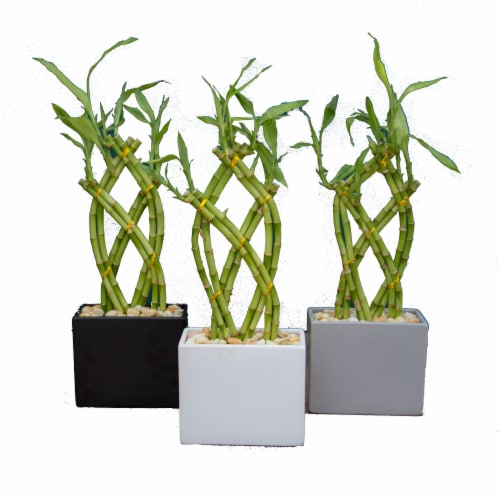 ArizonaEast Trellis Bamboo Planter Perspective: front