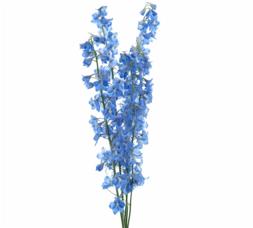 Delphinium Flowers Perspective: front