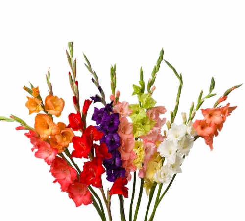 Gladiolas Flowers 5 Stem Kroger