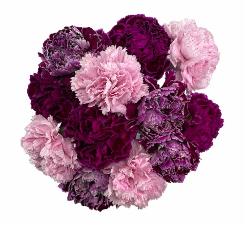 Purple Rainbow Carnation Perspective: front