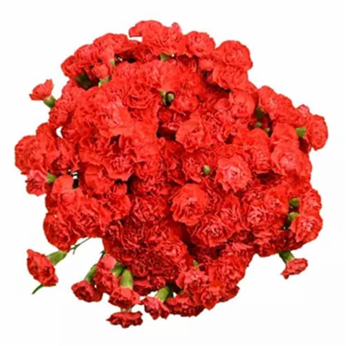 Mini Carnations Perspective: front