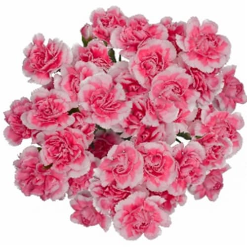 Mini Novelty Carnations Perspective: front