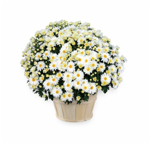 White Hardy Mum with Basket Perspective: front