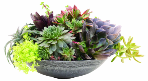 Succulent in Oval Slate Bowl Perspective: front