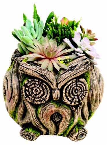 Cactus & Succulents Owl Large Perspective: front